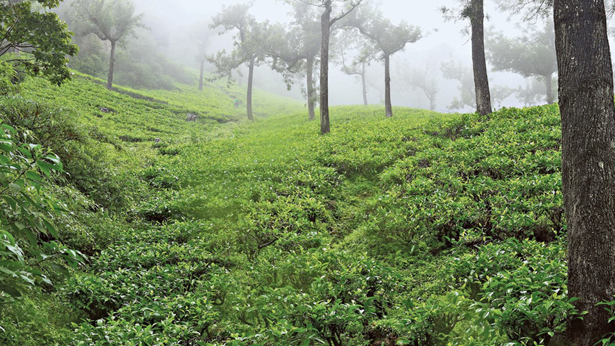 Manjolai tea estates case: Madras High Court begins final hearing